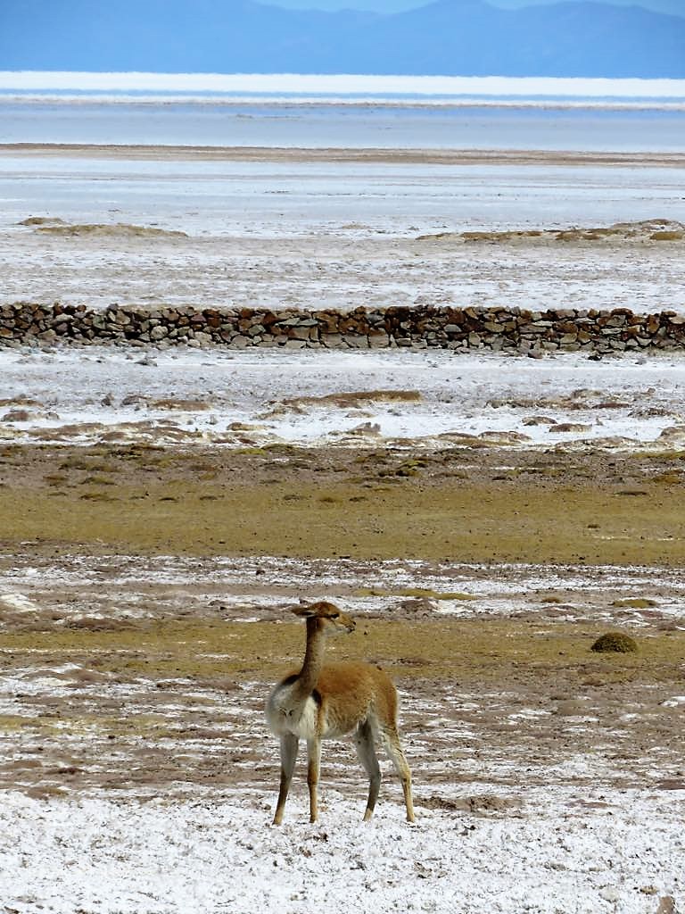 41569413_2167630476643087_4563069372343517184_n