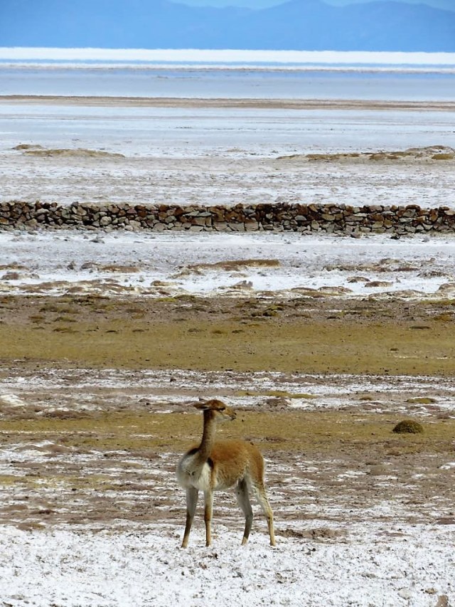 41569413_2167630476643087_4563069372343517184_n