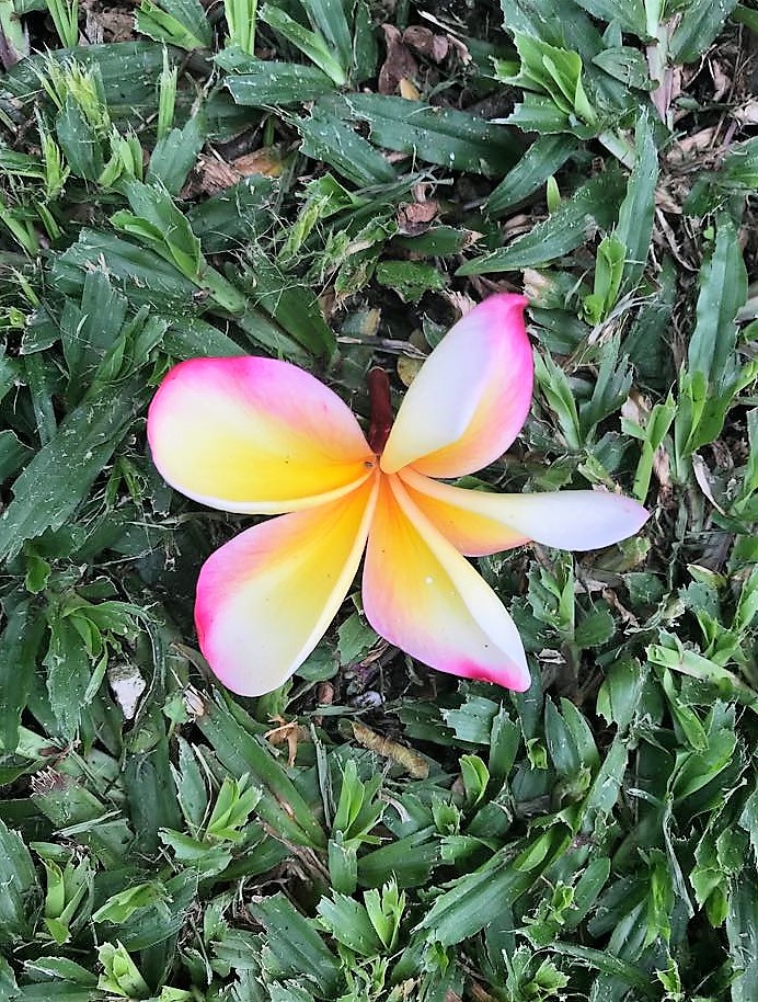 41817499_2209166995780631_4199505660661989376_n