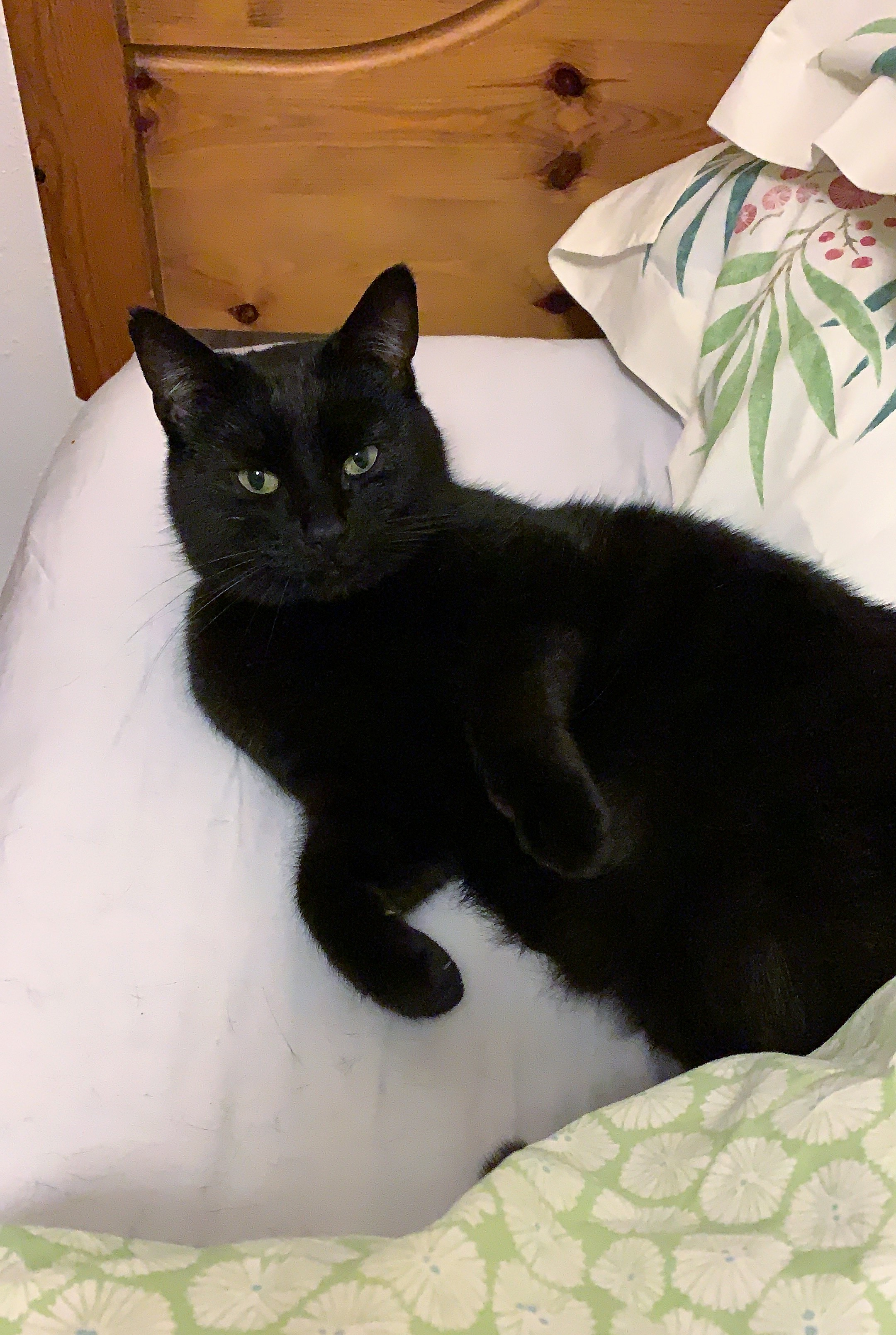 56439089_414926412628878_4643746703751512064_n